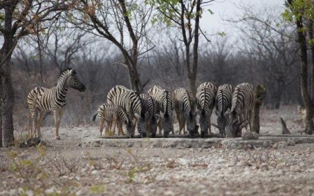 Okutala Etosha Lodge