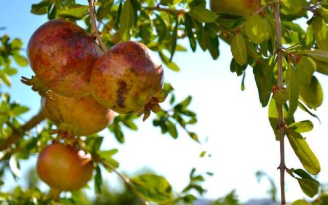 B&B Il Giardino Stellato