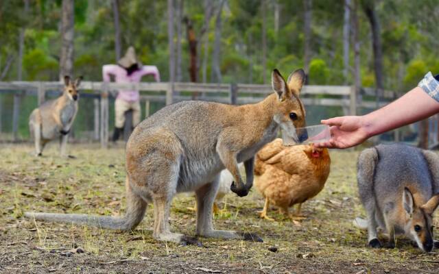 Ketchup's Bank Glamping