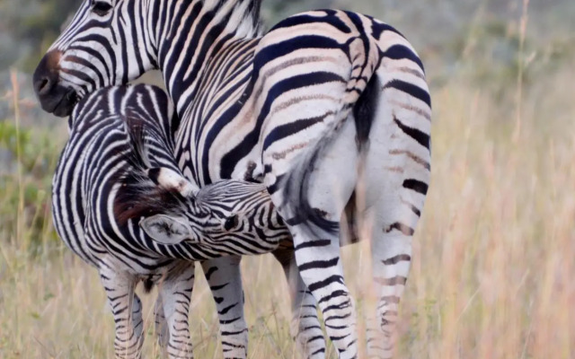 Wild & Free Game Lodge