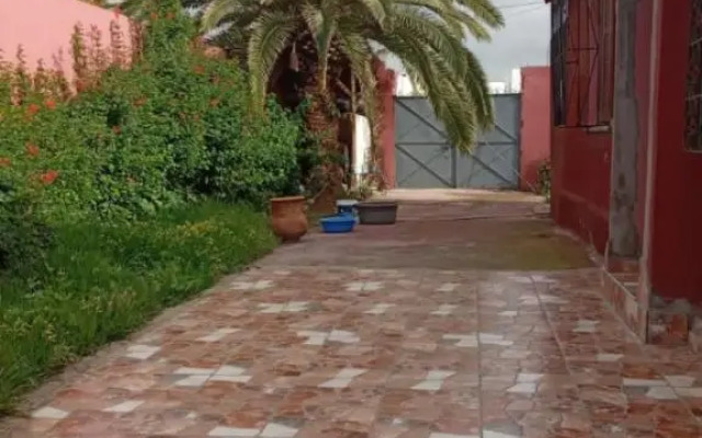 PalmTree