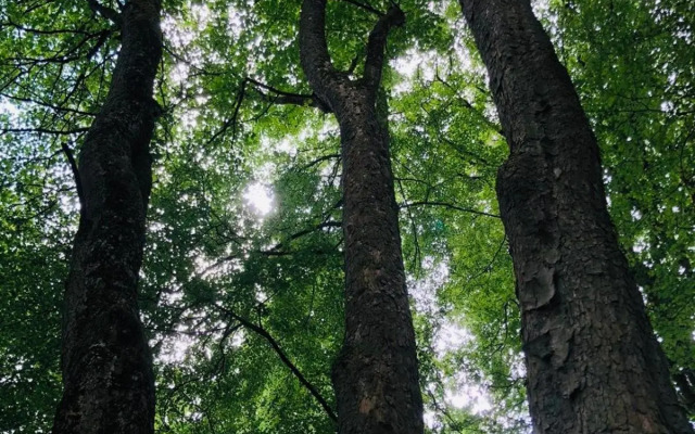 Ferienwohnung Losenberg