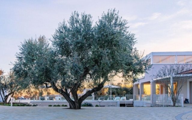 Villa La Perla Tra Gli Ulivi