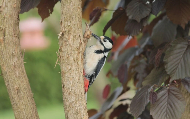Sunlit Apartment with Garden in Steffenshagen