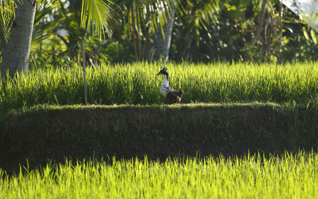 The Luxe Ubud