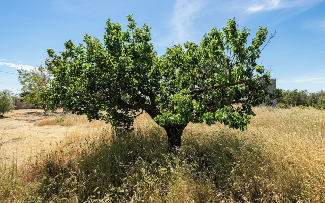 Angeli nel Salento Country House