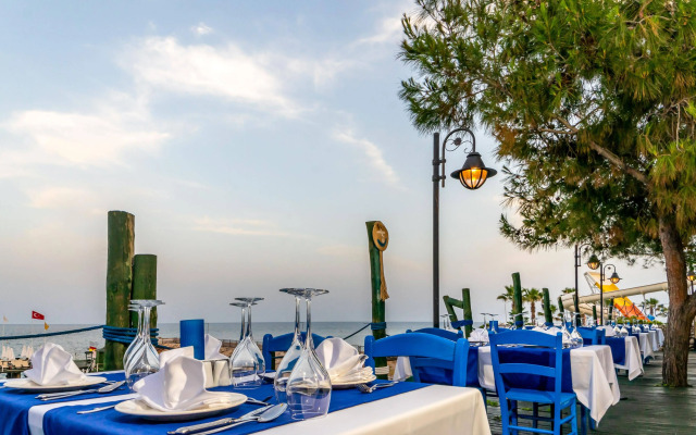 Gypsophila Club Marine