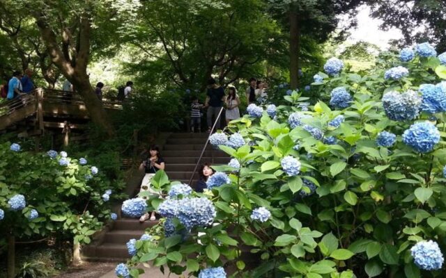 Enoshima Guest House 134