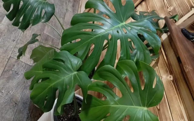 Охотничий дом