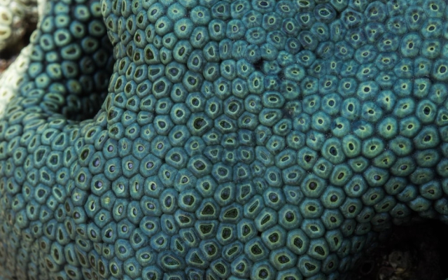 Pangani Cliffs Lodge