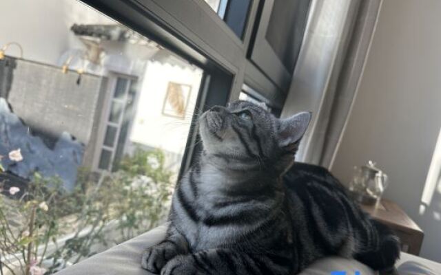 Three Cats Inn