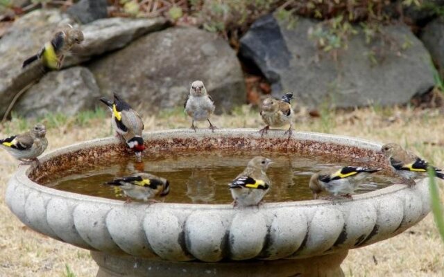 Austiny Bed and Breakfast Victor Harbor