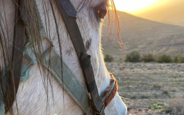 Twilight Hotel Petra