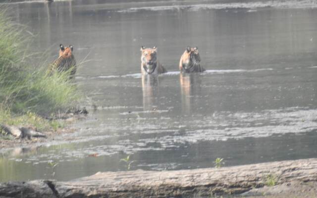 Rhino Lodge Bardia