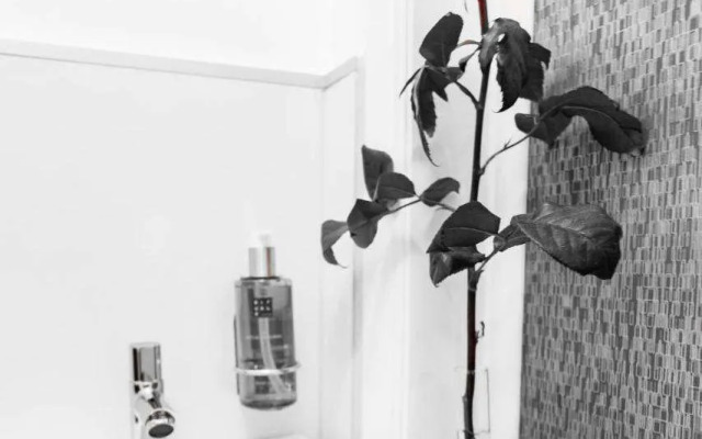 Sophie's Place Augarten