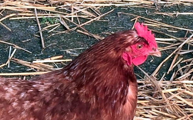 Church Farm