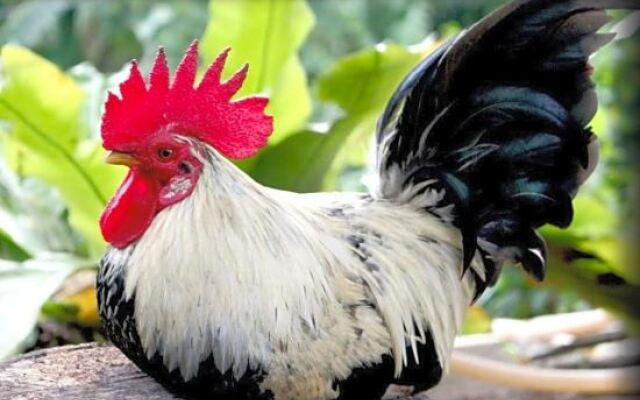 Phuket Point Bungalow