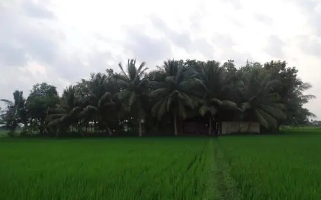 Paddy Homestay