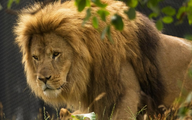 Dyreparken Safarihotell
