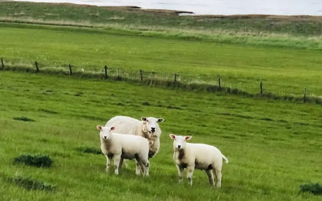 Frog Prince Modern Retreat