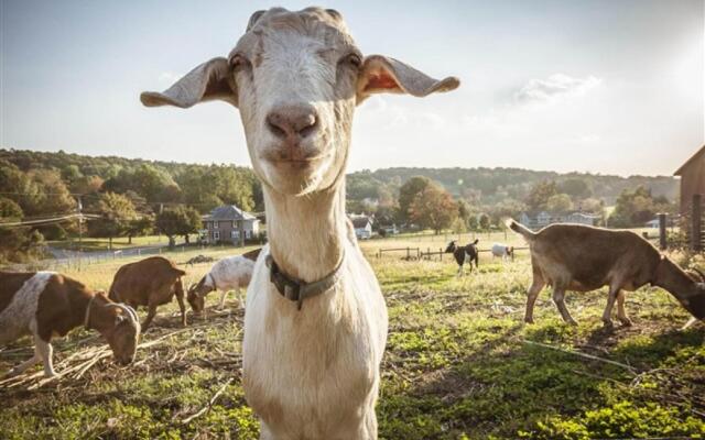 Frush Farm Bed & Breakfast