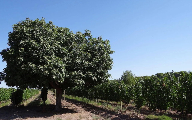 Posada Cavieres Wine Farm