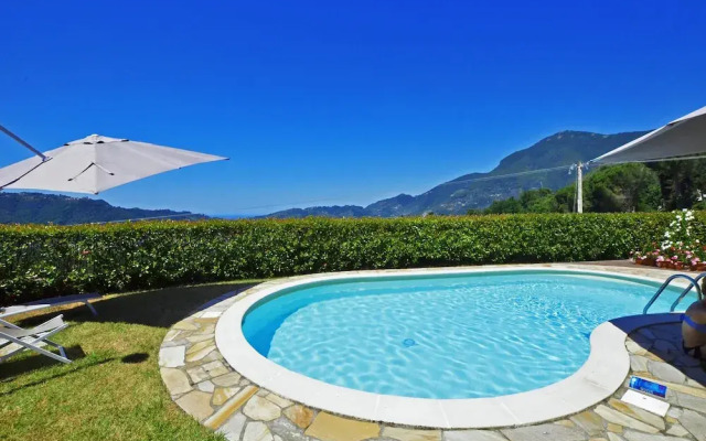 Tiglio Grillo in Camaiore