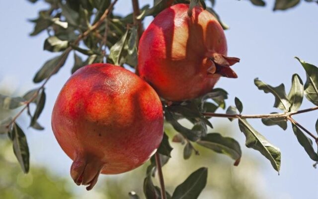 B&B Villa Maria Agrigento