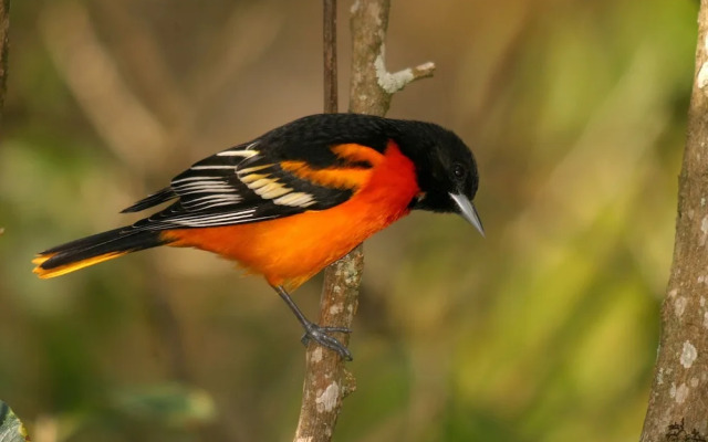 Yatama Ecolodge Sarapiqui