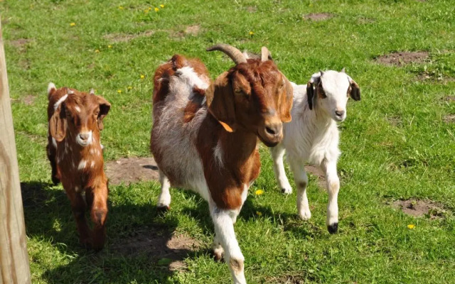 Rï¿½gen-Ferienhof