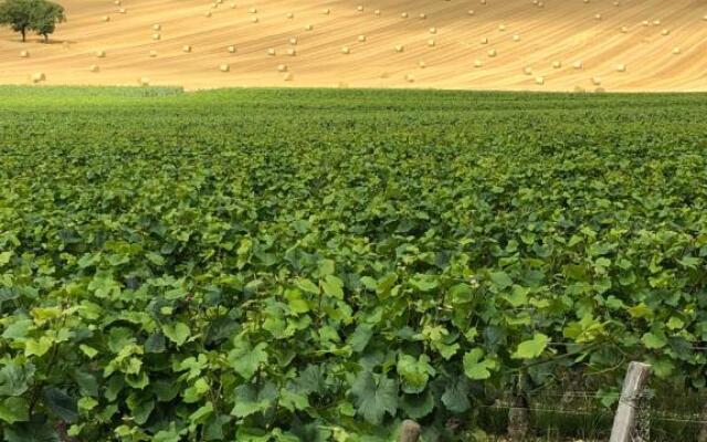 Sancerre Sunflower - Tournesol de Sancerre