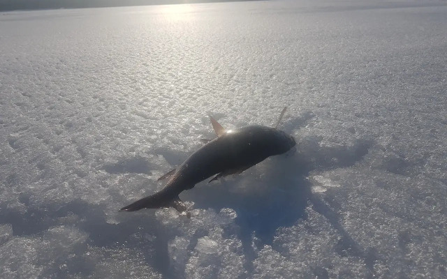 У Сейдозера