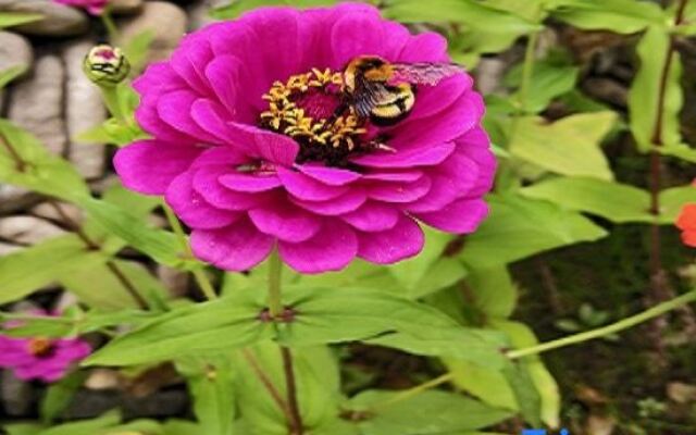 Xianju qingyinge homestay