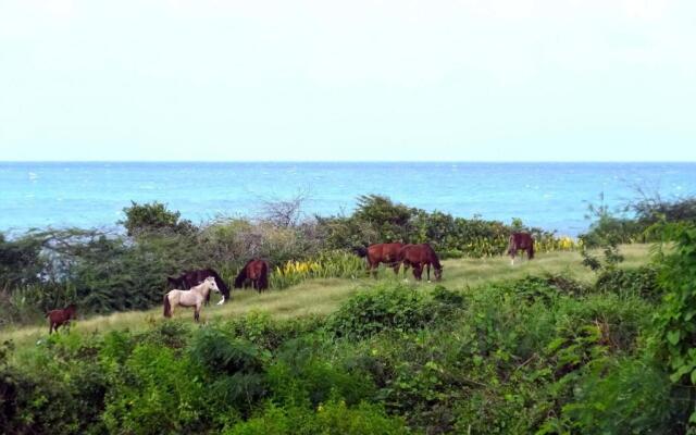 Tranquility by the Sea