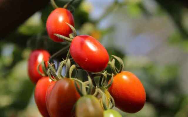 CoCo Farm Hoi An