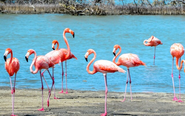 Hakuna Matata Bonaire