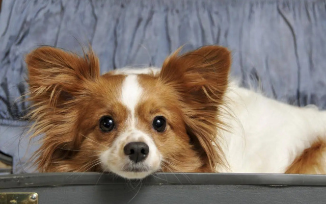 Prestige Oceanview Hotel Prince Rupert