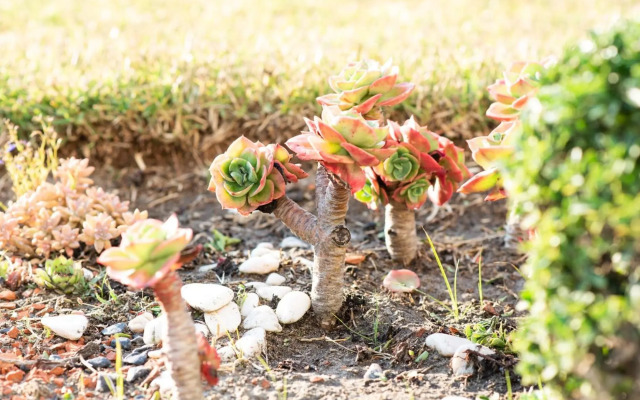 Viana Fishers House - Apartamentos em Frente ao Mar