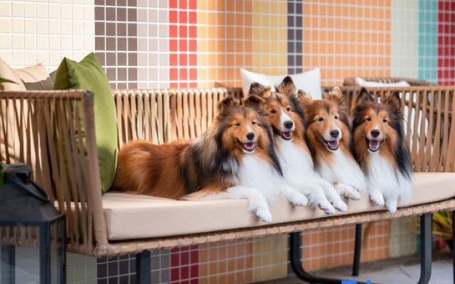 Pet Rainbow Maison Resort Hotel
