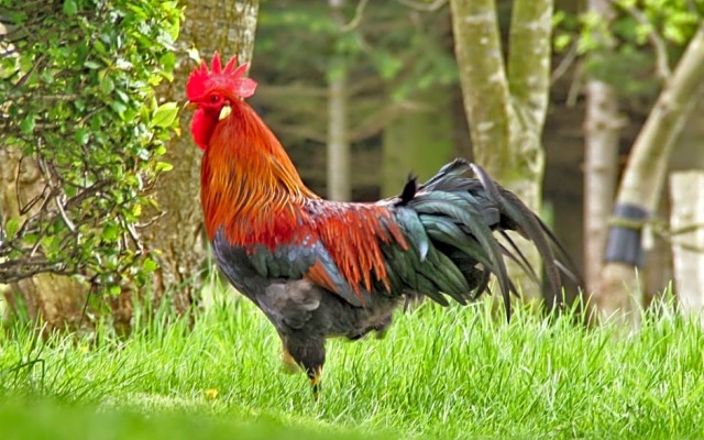 Myrholm
