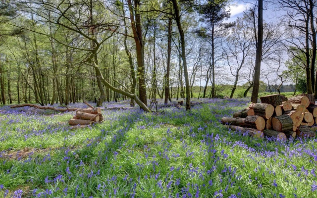 Serene Holiday Home in Brightling With Graden