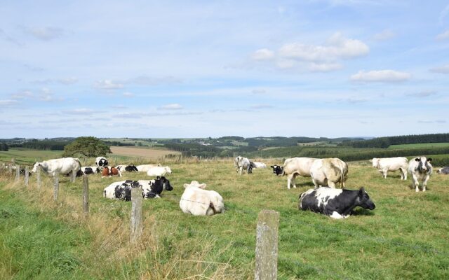 Family Holiday Home Located in the Heart of the Ardennes