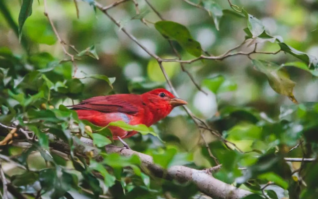 Palapa Hut Hostel & Camping