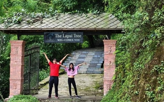 The Lapsi Tree