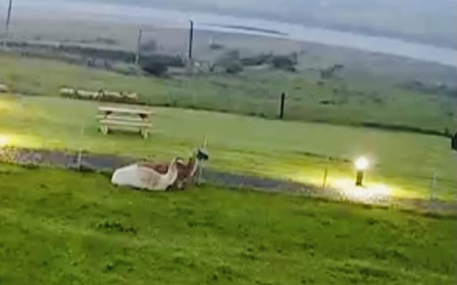 The Lazy Llama Shepherd Hut Campview Farm Stay