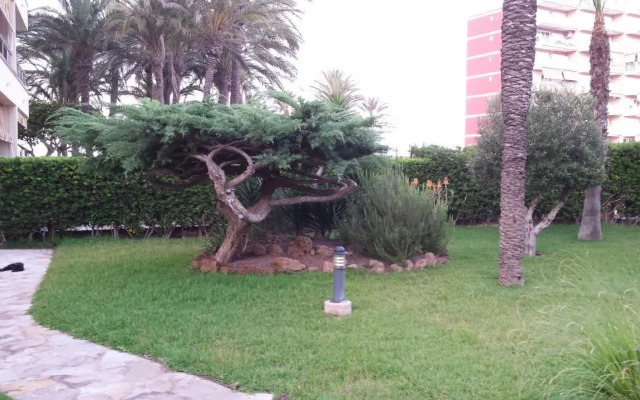 Palmeral de Torrevieja