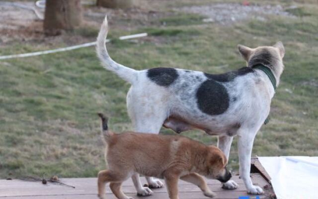 Changfeng Guesthouse (Weizhou Island Seaview Chalet)