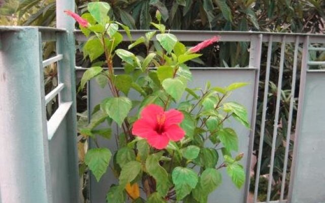 Guest House Romashka