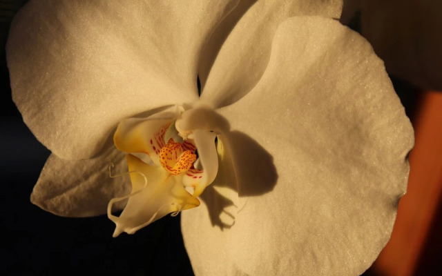 SweetSpotStay-Enchanted Grotto