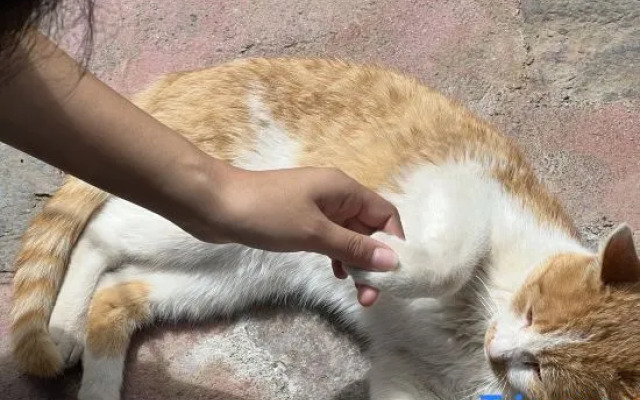 The Happy Bandmo's Home